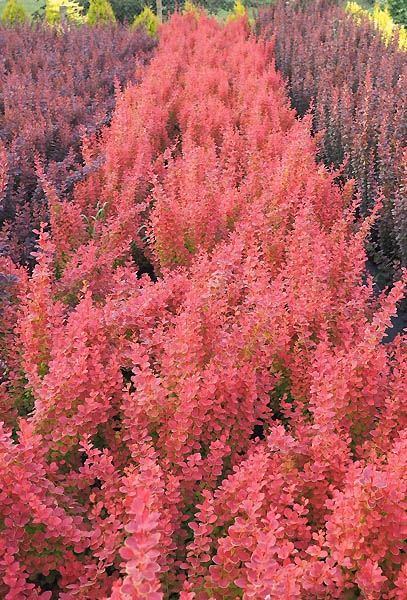 Berberis thunbergii 'Venice ®'